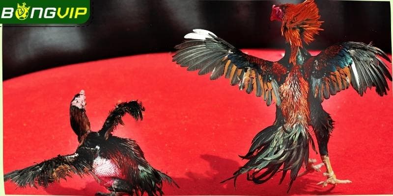 Trải Nghiệm Đỉnh Cao Cùng Đá Gà Bongvip – Sôi Động Từng Giây